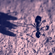 Illustration for article titled Shooting Challenge Gallery: Duotone III